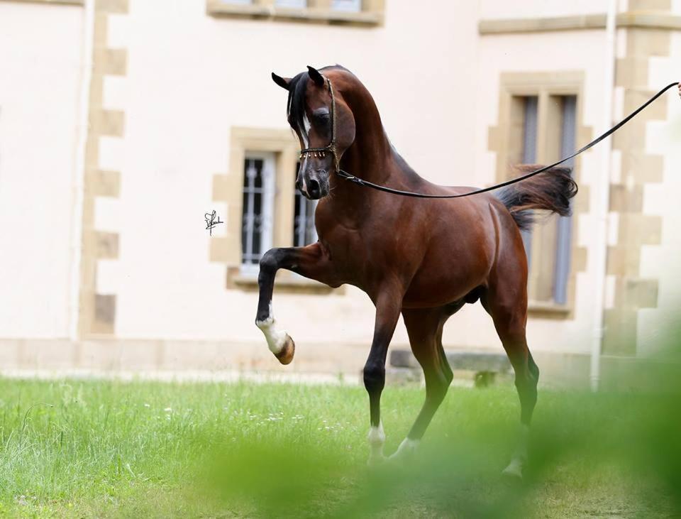 Апартаменты Le Haras Du Favry Palinges Экстерьер фото