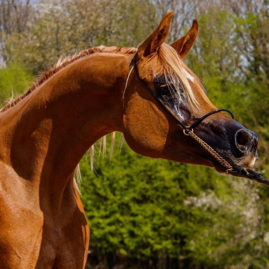 Апартаменты Le Haras Du Favry Palinges Экстерьер фото