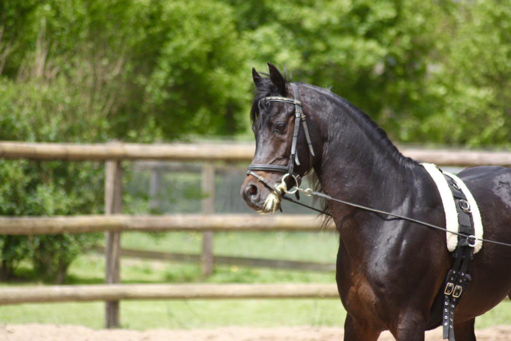 Апартаменты Le Haras Du Favry Palinges Экстерьер фото