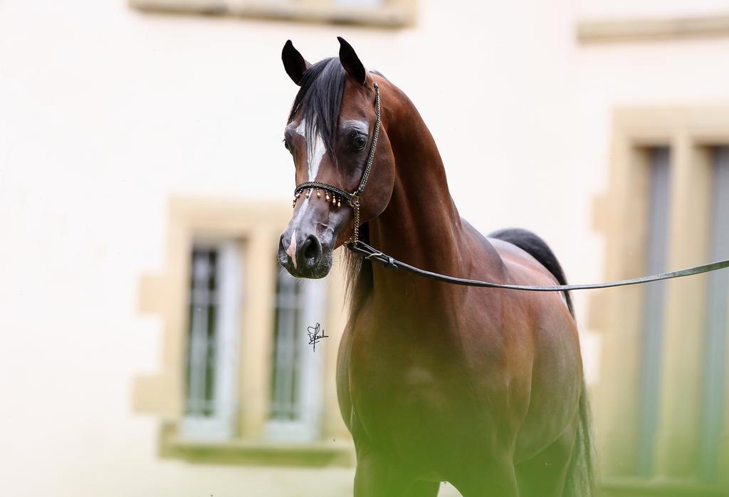 Апартаменты Le Haras Du Favry Palinges Экстерьер фото